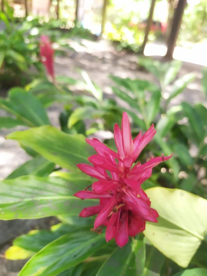 Pousada Tamarindos 巴拉格兰德 外观 照片